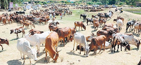 கால்நடைகளின் இனப்பெருக்கத்துக்கு தனுவாசு தாது உப்புக் கலவை