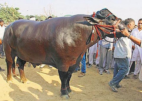 எருமையின் விலை ரூ.7 கோடி