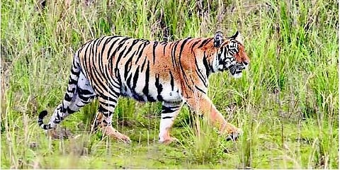 அந்தப் புலியைத் தண்ணீர் குடிக்க விடுங்கள்!