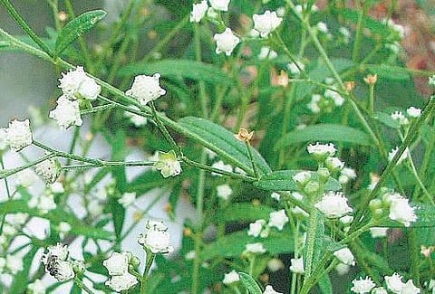 இயற்கை உரமாக பயன்படும் பார்த்தீனியம்