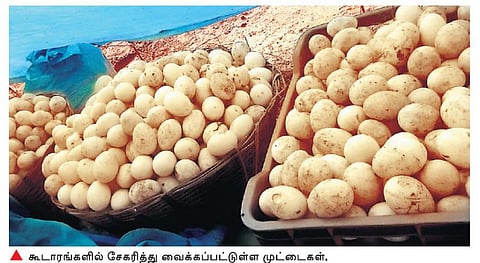 கேரளத்தில் பறவைக் காய்ச்சல் எதிரொலியாகத் தடை: தேனி மாவட்டத்தில் 2 லட்சம் வாத்து முட்டைகள் அழுகும் அபாயம்