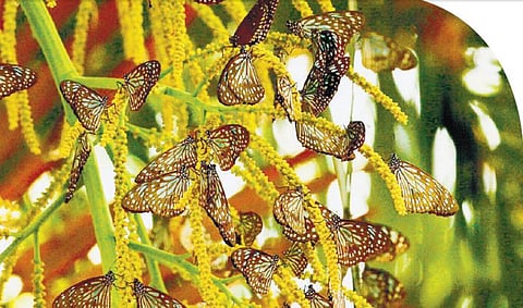 வண்ணத் தூதுவர்களின் ஆயிரம் மைல் பயணம்