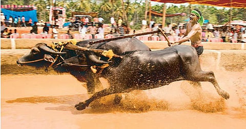 `கம்பளா விளையாட்டுக்கு கர்நாடக உயர் நீதிமன்றம் அனுமதி: துளு மக்கள் உற்சாக கொண்டாட்டம்