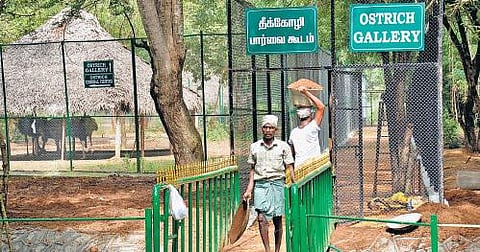 வண்டலூர் உயிரியல் பூங்காவில் தீக்கோழி பார்வை கூடம் திறக்கப்பட்டது