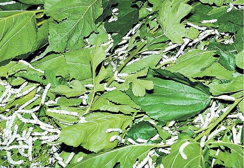வெண் கச்சாப்பட்டு உற்பத்தி 50 சதவீதம் அதிகரிப்பு: தமிழக பட்டு விவசாயிகள் மகிழ்ச்சி