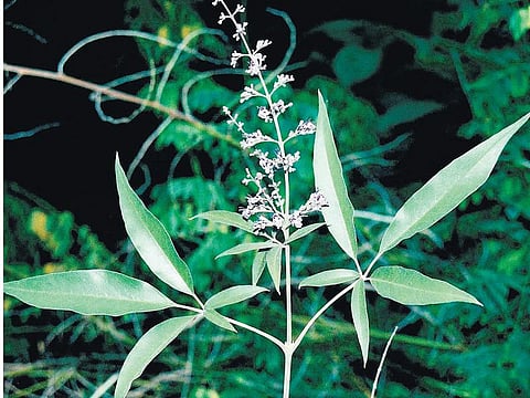 கொசு விரட்டும் நொச்சி