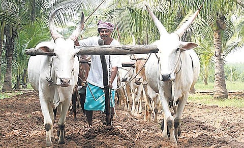 இங்கு எல்லாமே இயற்கைதான்! - வி.ஐ.பி விவசாயி