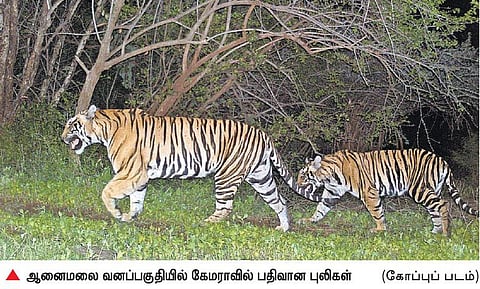 முதுமலை - பந்திப்பூர் - வயநாடு: உலகிலேயே புலிகள் அதிகம் வசிக்கும் வனம்
