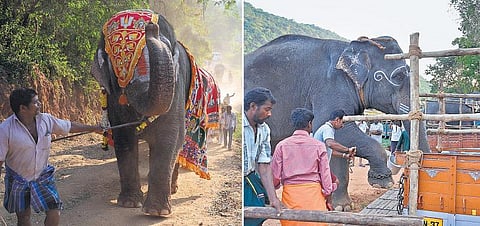 48 நாட்கள் நலவாழ்வு முகாம் நிறைவு: பிரியா விடைபெற்ற கோயில் யானைகள்