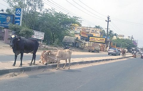 உயரம் குறைவான சாலை தடுப்பு: சாலையில் ஓய்வெடுக்கும் மாடுகளால் விபத்து - ‘தி இந்து’ உங்கள் குரலில் வாசகர் புகார்
