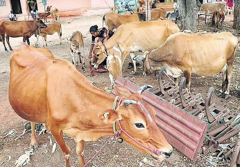 கறவை மாடுகள் திட்டத்தின் தோல்வி!
