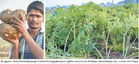 விவசாயிகளை மகிழ்விக்கும் சேனை சாகுபடி: ஓட்டப்பிடாரம் பகுதியில் அறுவடை தீவிரம்