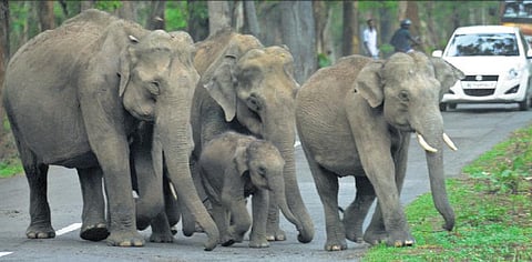 வன விலங்குகளிடம் இருந்து பொதுமக்களை பாதுகாக்க முன்னெச்சரிக்கை கருவி: மாநிலம் முழுவதும் பொருத்த வனத்துறை திட்டம்