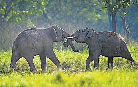 உலகம் பேசும் ஒளிப்படங்கள்