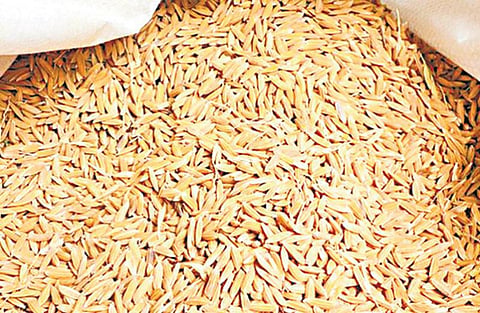இளம் குழந்தைக்கு முதல் உணவு வாடன் சம்பா: நம் நெல் அறிவோம்