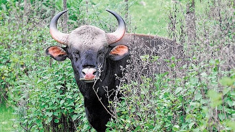 இயற்கையின் கடைசிப் புகலிடங்கள்