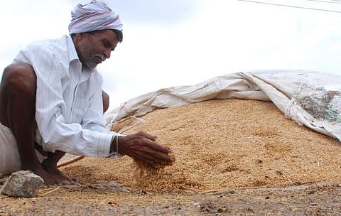மைசூர் மல்லி: மன்னர்களுக்கு மட்டுமல்ல- நம் நெல் அறிவோம்