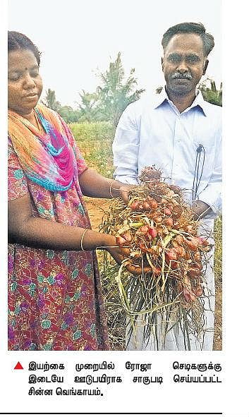 ரோஜா செடியில் ஊடுபயிராக இயற்கை வெங்காயம்: 35 கிலோ விதையில் 1,750 கிலோ உற்பத்தி செய்து திண்டுக்கல் விவசாயி சாதனை