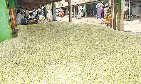 மதுரை மல்லி விலை கடும் வீழ்ச்சி பறிப்பு கூலிக்குக் கூட வருவாய் இல்லை