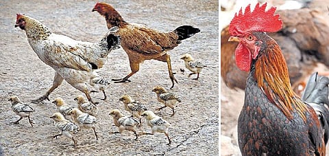 நள்ளிரவில் கூவும் சேவல், வெள்ளிக்கிழமையில் முதல் முட்டையிடும் கோழி, தோல் முட்டையிடும் நாட்டுக்கோழிகளால் ஆபத்தா? - கிராமங்களில் தொடரும் விநோத நம்பிக்கை
