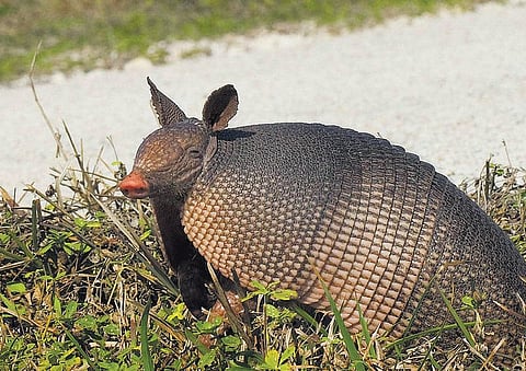 ஆர்மடில்லோவை கொன்ற தோட்டா பெண்ணையும் துளைத்தது: அமெரிக்காவில் விபரீதம்