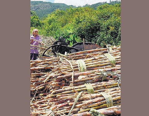 கரும்பு விவசாயிகளுக்கு அரசே நேரடி மானியம் தர வேண்டும்: சர்க்கரை ஆலைகள் சங்கம் கோரிக்கை