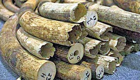 தங்கம், தந்தம் கடத்தலால் தீவிரமடையும் காங்கோ உள்நாட்டுப் போர்: ஐ.நா. சபை அறிக்கையில் எச்சரிக்கை