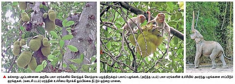 மேட்டுப்பாளையம் அருகே கல்லாறில் பலாப்பழங்களை சுவைக்கும் வனவிலங்குகள்