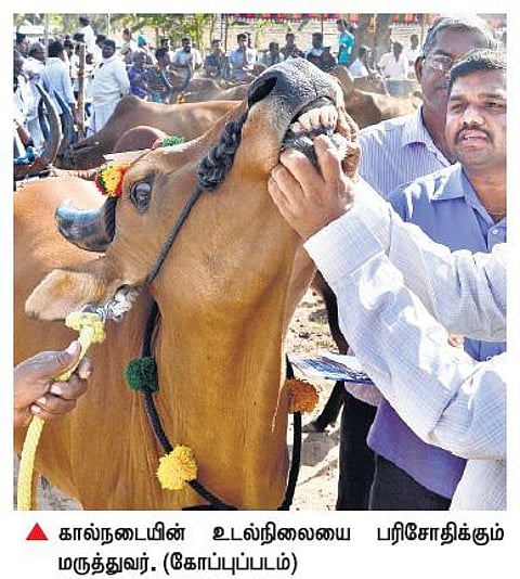 நாட்டு வைத்தியம் என்ற பெயரில் மூட நம்பிக்கை: கிராமங்களில் கால்நடைகளுக்கு கொடூர சிகிச்சை
