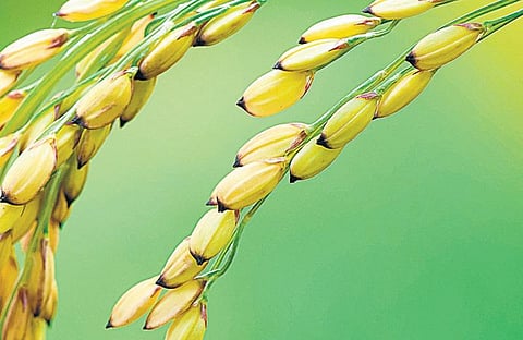 நம் நெல் அறிவோம்: செலவில்லாத ரகம் சிங்கினிகார்