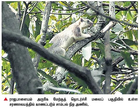 வேட்டையாடுவது தடுக்கப்பட்டதால் விருதுநகர் மாவட்ட சரணாலயத்தில் அதிகரித்து வரும் சாம்பல் நிற அணில்கள்