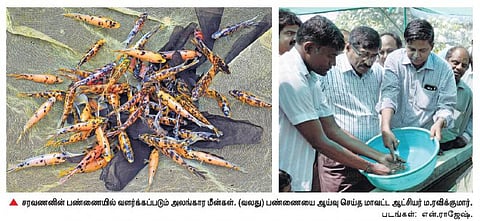 அரசு மானியத்துடன் பண்ணை அமைத்து அலங்கார மீன் வளர்ப்பில் இளைஞர் சாதனை