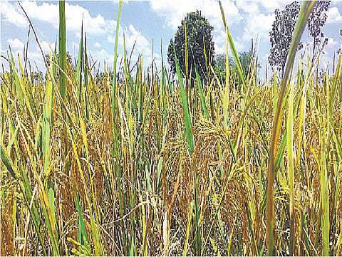நம் நெல் அறிவோம்: பலத்தைக் கொடுக்கும் குருவிக்கார்