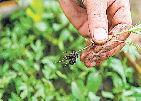 ஏரின்றி அமையாது உலகு: களையைப் பிடுங்காதீர்கள்!