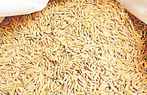 நம் நெல் அறிவோம்: இரண்டு மகசூல் தரும் ஒட்டடையான்