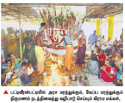 உலகில் அமைதி ஏற்பட மரங்களுக்கு திருமணம்: 33 ஆண்டாக கோயில் விழாவில் விநோத வழிபாடு
