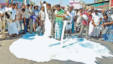 பால் உற்பத்தியாளர்களின் பொற்காலம் எது?