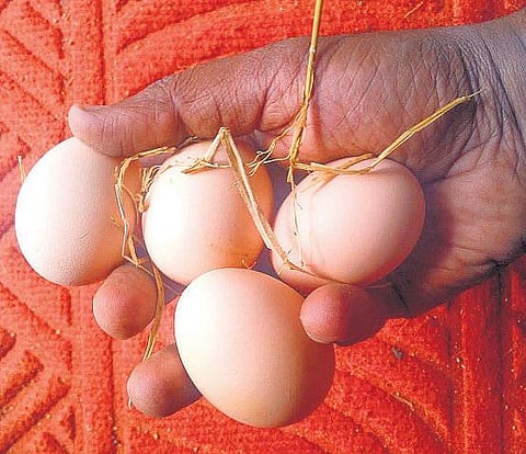 கொஞ்சம் அமுதம் கொஞ்சம் நஞ்சு 7: நாட்டுக்கோழியின் இயற்கை சுவை
