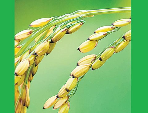 நம் நெல் அறிவோம்: கட்டுச்சோற்றுக்கு சுவை தரும் திருப்பதி சாரம்
