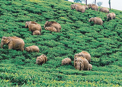 யானைகளிடமும் அகிம்சை வழிதான் சரிப்படும்!-ஆராய்ச்சியாளர் ஆனந்தகுமார் நேர்காணல்