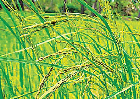 நம் நெல் அறிவோம்: தங்கமாக ஜொலிக்கும் சொர்ணமசூரி