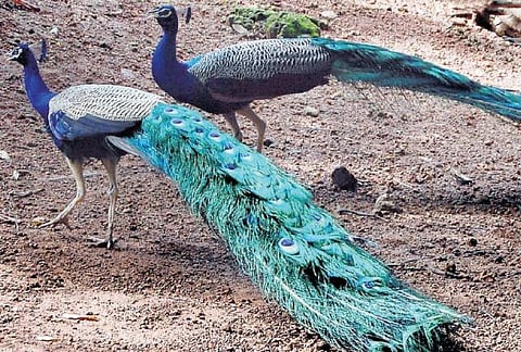 தமிழகத்தில் 4 இடங்களில் மயில்கள் சரணாலயம்: தேசிய பறவை அழிவை தடுக்க வனத்துறை திட்டம்