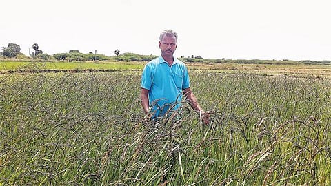 எல்லா வயதினருக்கும் ஏற்ற வாலான்