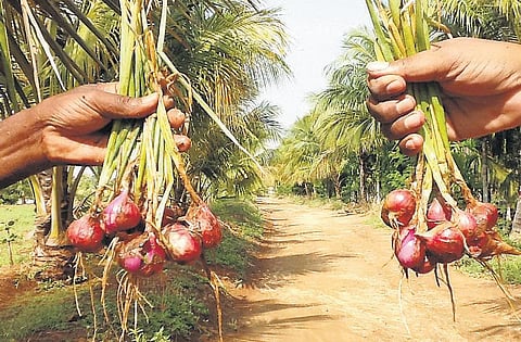 மண்ணுக்கு வளம்; விதைக்கு வீரியம்- பேராசிரியர் கண்ட தீர்வு பயோ ஃபிக்ஸ்