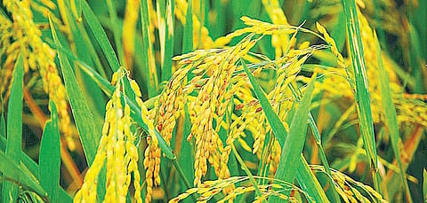 நம் நெல் அறிவோம்: எதையும் தாங்கும் சம்பா மோசனம்
