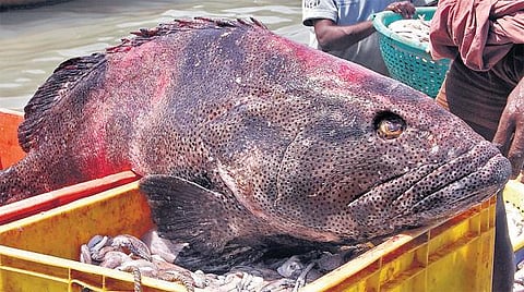 பாம்பன் மீனவர் வலையில் சிக்கிய ராட்சத மீன்: ஆணாக இருந்து பெண்ணாக மாறும் தன்மை கொண்டது