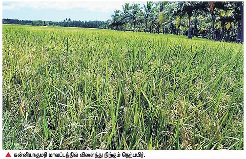 உழுதவன் கணக்கு பார்த்தால் சோற்றில் கை வைக்க முடியாது- குமரி விவசாயியின் புள்ளிவிபரம் சொல்லும் பாடம்