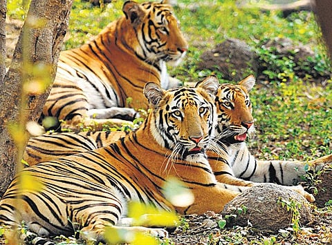 இந்தியாவில் புலிகளை பாதுகாக்க அமெரிக்கா தொழில்நுட்ப உதவி: புரிந்துணர்வு ஒப்பந்தங்கள் தயார்