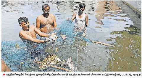 கழிவுநீரை சுத்திகரித்து தொட்டிகளில் கடல் மீன் வளர்ப்பு: அசத்தும் மதுரை மத்திய சிறைச்சாலை கைதிகள்