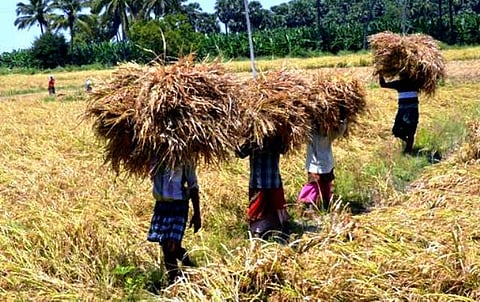 சாதாரண நெல்லுக்கு ரூ.50, சன்ன ரகத்துக்கு ரூ.70 கூடுதலாக ஆதார விலை: தமிழக அரசு உத்தரவு